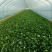 南通高杆菠菜提供纸箱泡沫箱周转筐塑料袋等承接批发电商商超