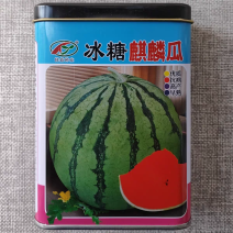 冰糖麒麟瓜优质抗病早熟高产西瓜种子口感清脆甜度高圆形西瓜