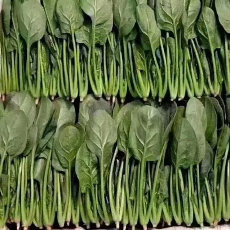 南通高杆菠菜提供纸箱泡沫箱周转筐塑料袋等承接批发电商商超