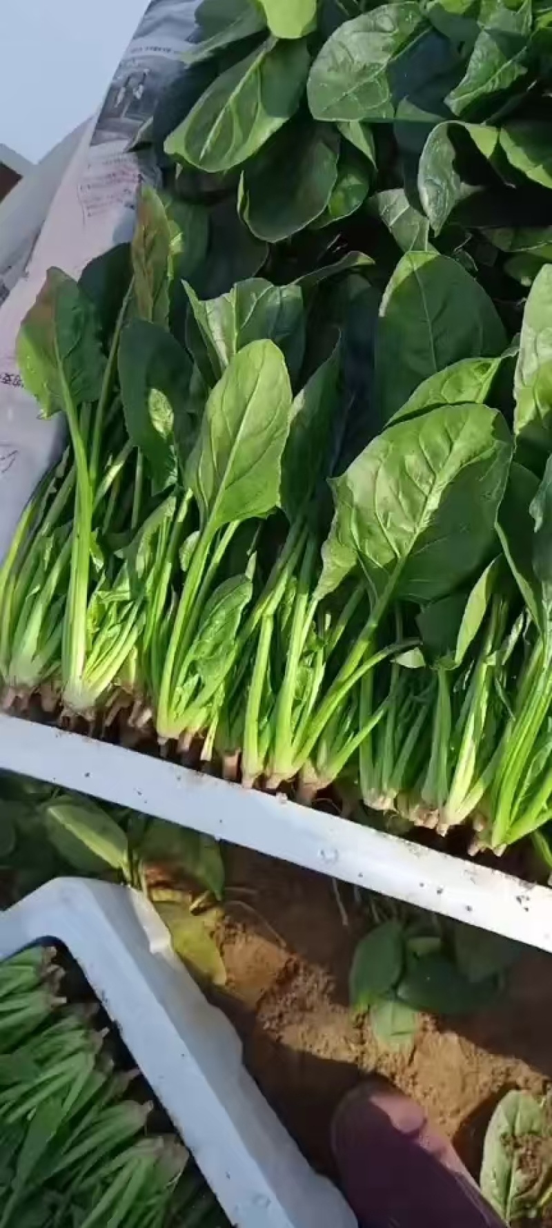 南通高杆菠菜提供纸箱泡沫箱周转筐塑料袋等承接批发电商商超