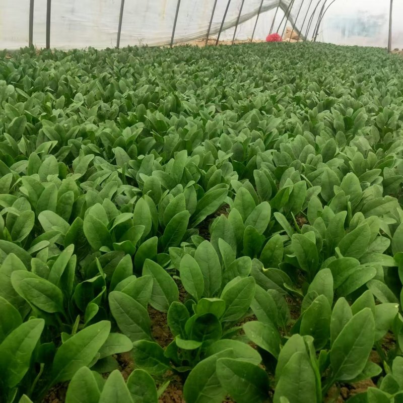 南通高杆菠菜提供纸箱泡沫箱周转筐塑料袋等承接批发电商商超