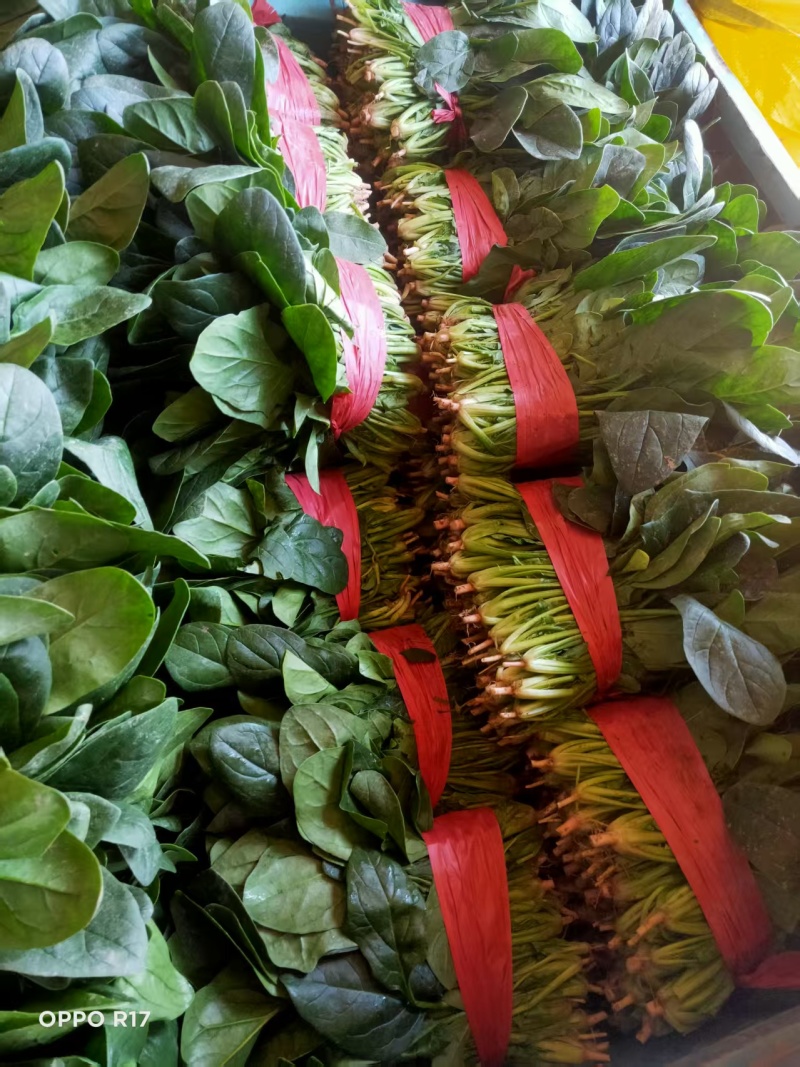 南通高杆菠菜提供纸箱泡沫箱周转筐塑料袋等承接批发电商商超