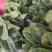 南通高杆菠菜提供纸箱泡沫箱周转筐塑料袋等承接批发电商商超