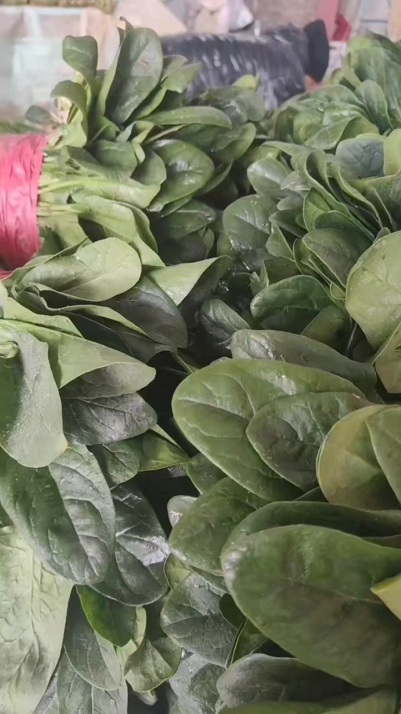 南通高杆菠菜提供纸箱泡沫箱周转筐塑料袋等承接批发电商商超