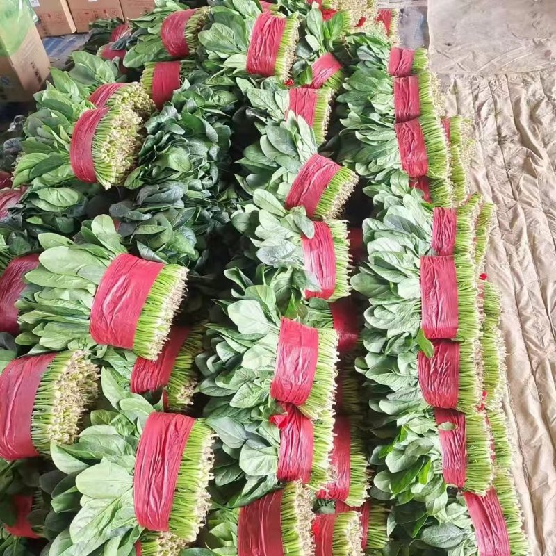 江苏大叶菠菜一手货源鲜嫩翠绿净菜毛菜都有按需求分拣打包