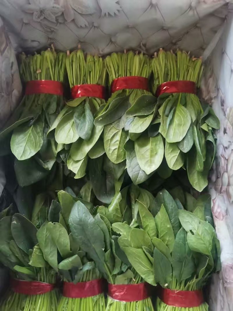 江苏大叶菠菜一手货源鲜嫩翠绿净菜毛菜都有按需求分拣打包