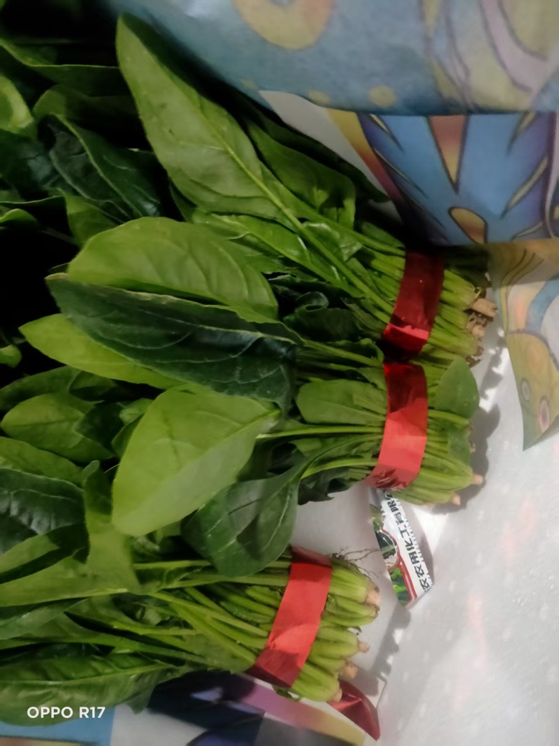 江苏大叶菠菜一手货源鲜嫩翠绿净菜毛菜都有按需求分拣打包
