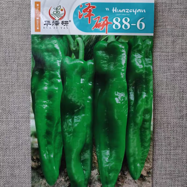 泽研886杂交绿皮牛角椒种子味辣早熟高产顺直美观易坐果