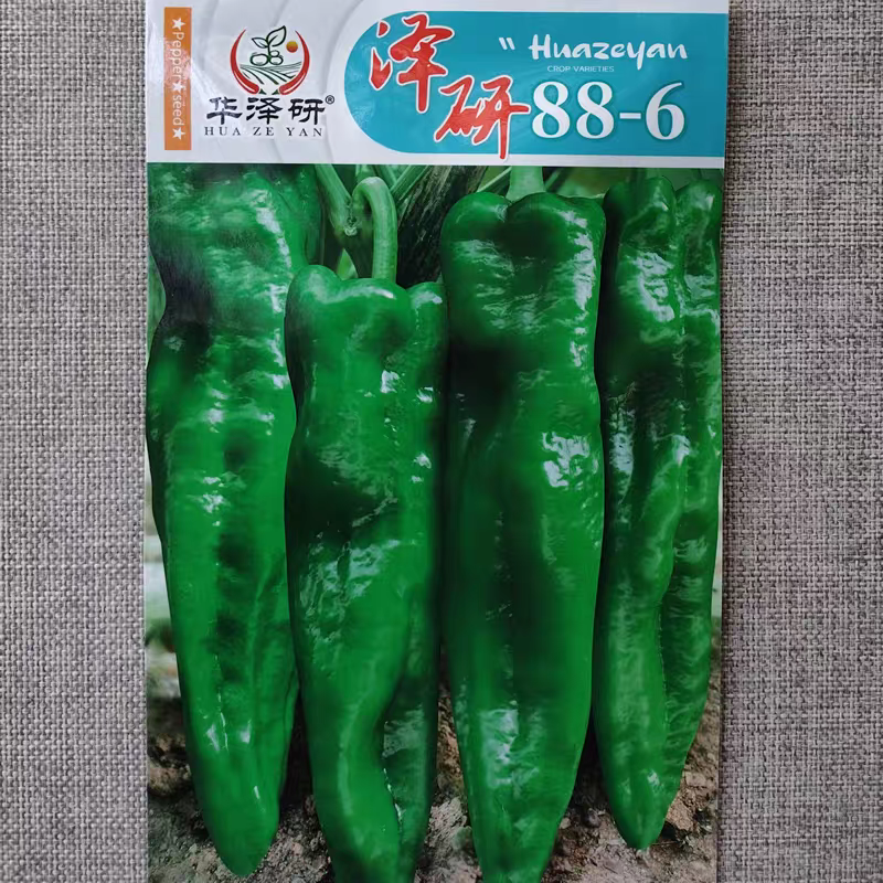 泽研886杂交绿皮牛角椒种子味辣早熟高产顺直美观易坐果