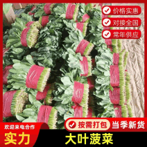 南通高杆菠菜提供纸箱泡沫箱周转筐塑料袋等承接批发电商商超