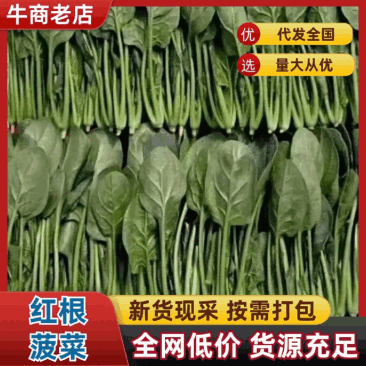 江苏大叶菠菜一手货源鲜嫩翠绿净菜毛菜都有按需求分拣打包