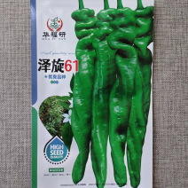 泽旋61辣椒种子杂交一代香辣味浓螺丝椒种籽辣味浓青果亮绿
