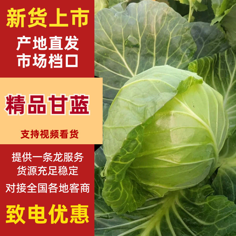 湖北精品甘蓝产地直供品质保障量大优惠对接全国