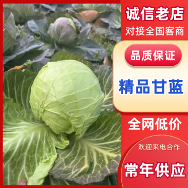 甘蓝湖北精品甘蓝圆包菜产地直发货源充足保质保量