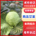 甘蓝湖北精品甘蓝圆包菜产地直发货源充足保质保量