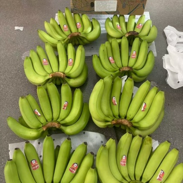 精品新鲜香蕉青蕉大品牌，上海杭州发货，各大市场，商超直发