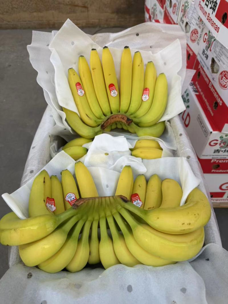 精品新鲜香蕉青蕉大品牌，上海杭州发货，各大市场，商超直发