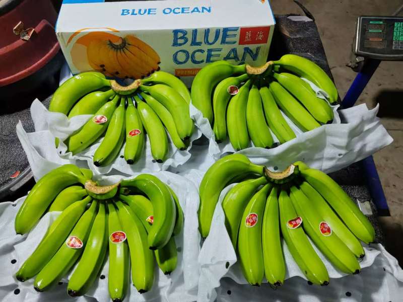 精品新鲜香蕉青蕉大品牌，上海杭州发货，各大市场，商超直发