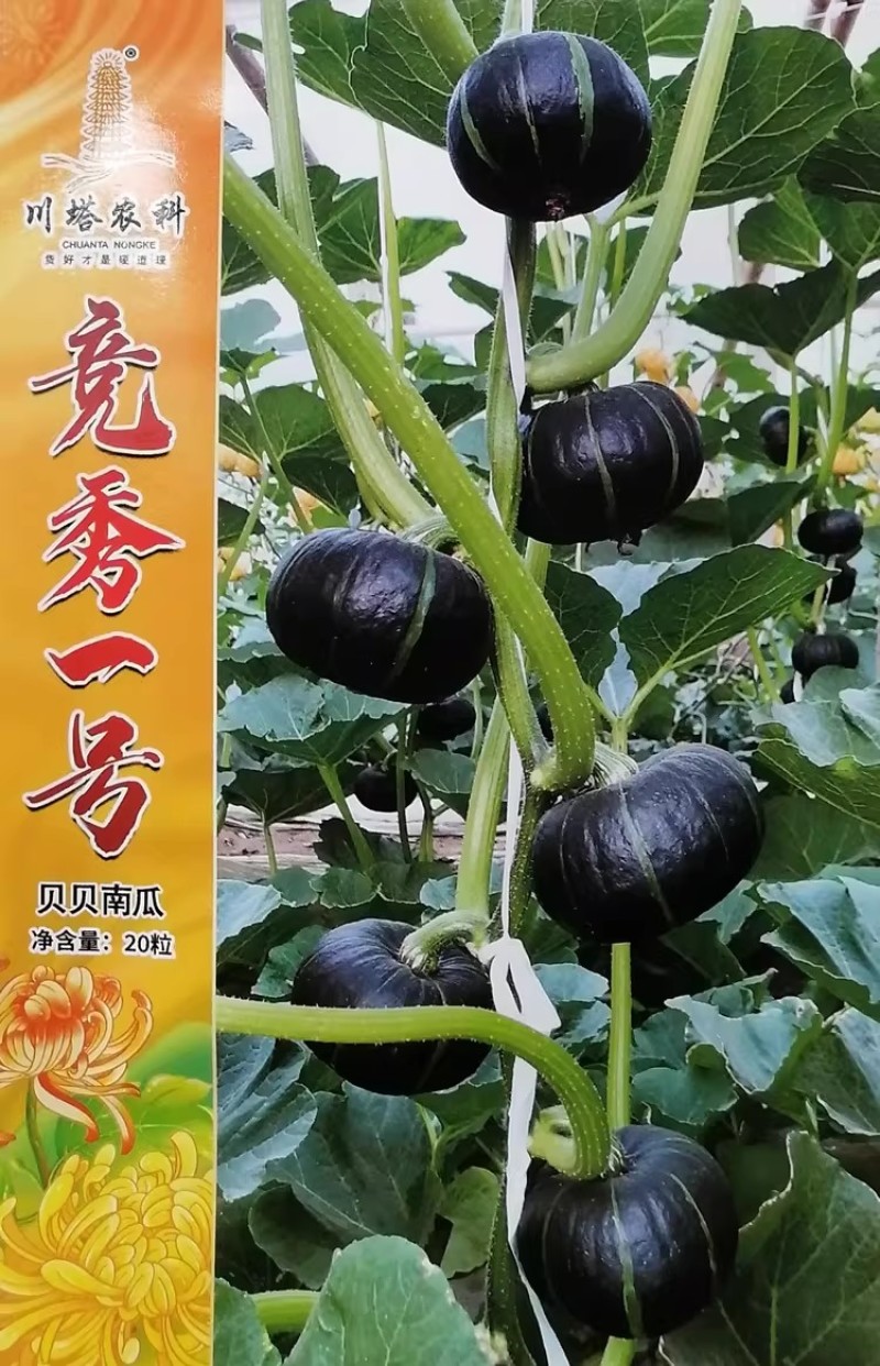 竞秀一号贝贝南瓜种子果皮黑亮果肉桔黄肉厚口感粉糯甜贝贝种
