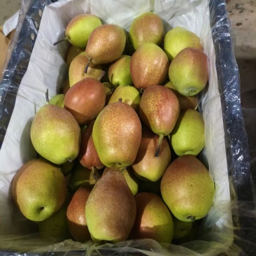 红香酥大量上市，产地直发，品质保障，量大从优