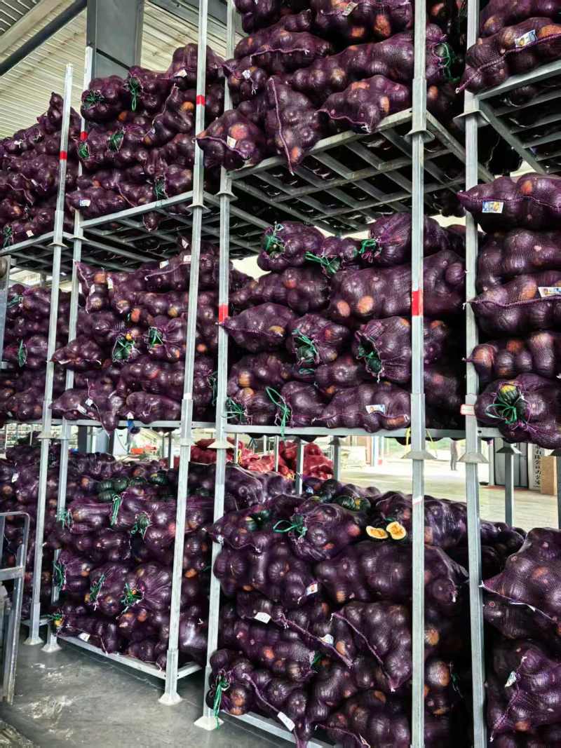 【大量上市】寿光贝贝南瓜粉糯香甜产地直发品质保障