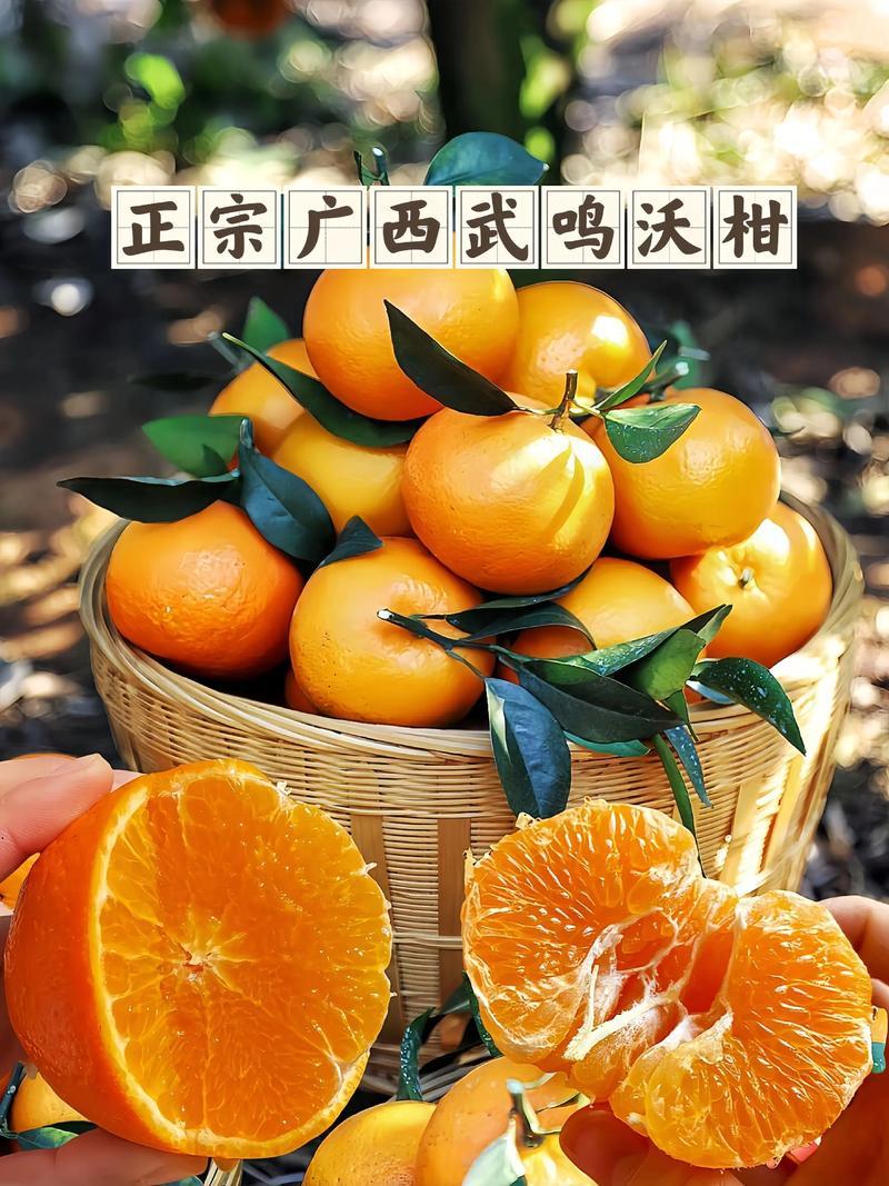 广西南宁沃柑一手货源，产地直发，视频看货对接全国商超市场