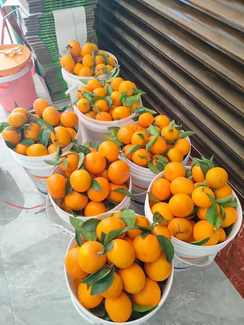 广西南宁沃柑一手货源，产地直发，视频看货对接全国商超市场