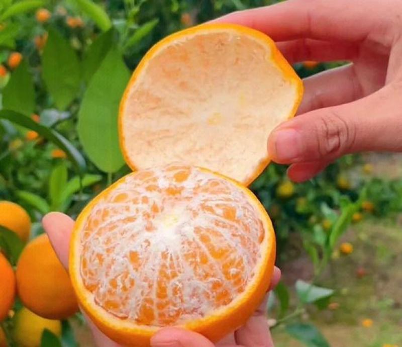 广西南宁沃柑一手货源，产地直发，视频看货对接全国商超市场