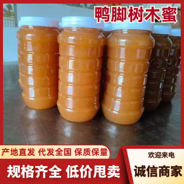 鸭脚木农家蜂蜜，产地直发，价格便宜，欢迎采购