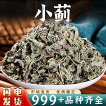 小蓟中药材小蓟刺儿菜猫蓟