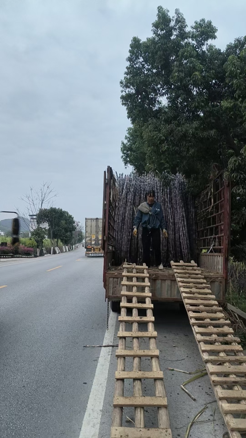 广西阳朔甘蔗黑皮甘蔗整车批发基地直供货源足实力代发全国