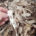 精选甘肃岷县当归切片量大价优产地直发