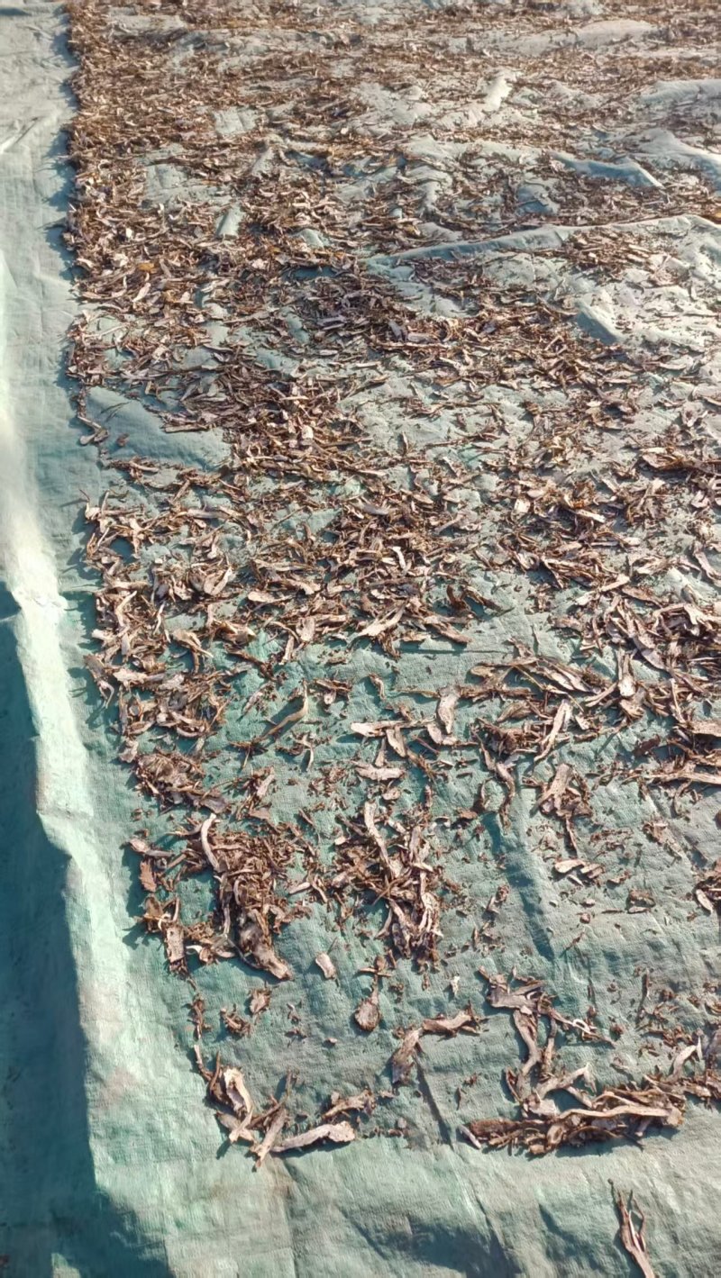 精选甘肃岷县当归切片量大价优产地直发