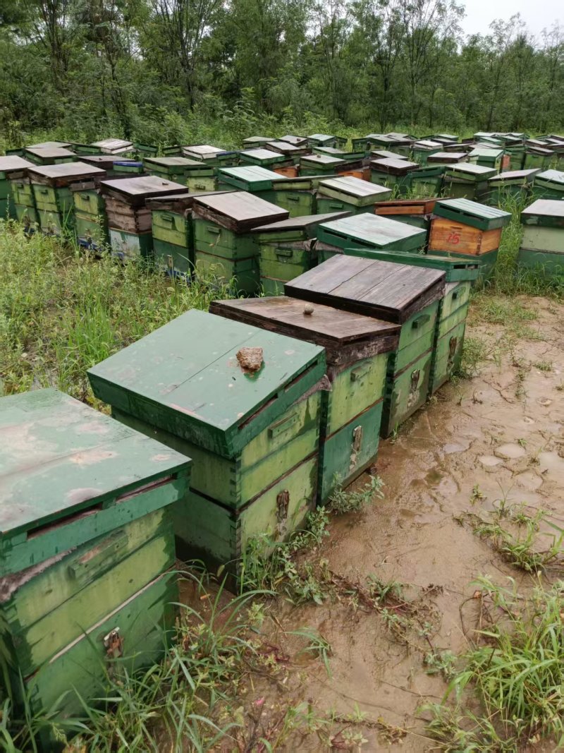 精品纯蜂蜜百花蜂蜜自家养蜂场量大从优假一赔十