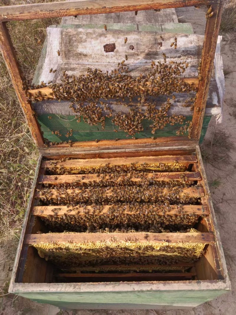 精品纯蜂蜜百花蜂蜜自家养蜂场量大从优假一赔十