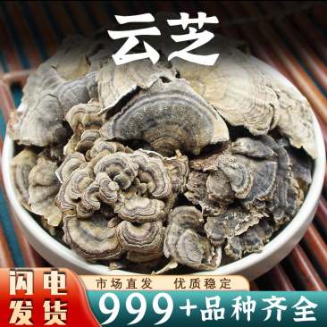 长白山云芝中药材安国中药材批发