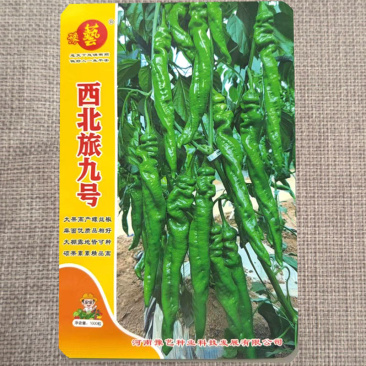 豫艺西北旅九号大果高产螺丝椒种子高抗高产大棚露地可种
