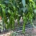 豫艺西北旅九号大果高产螺丝椒种子高抗高产大棚露地可种