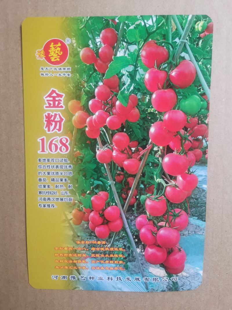 豫艺金粉168大果番茄种子中早熟精品果率高抗病性好