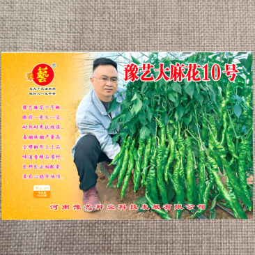 豫艺大麻花10号全螺旋螺丝椒种子春秋大棚种植高产果形长