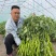 豫艺大麻花10号全螺旋螺丝椒种子春秋大棚种植高产果形长