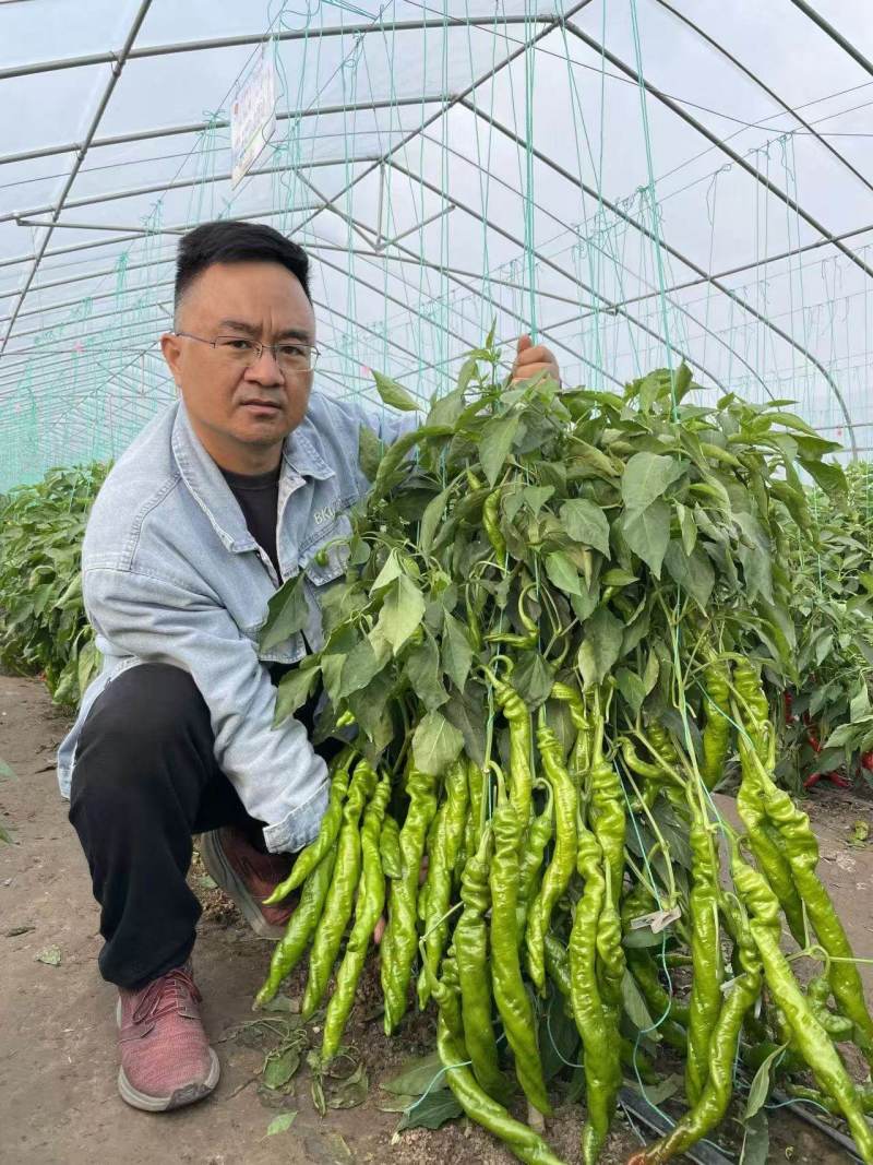 豫艺大麻花10号全螺旋螺丝椒种子春秋大棚种植高产果形长