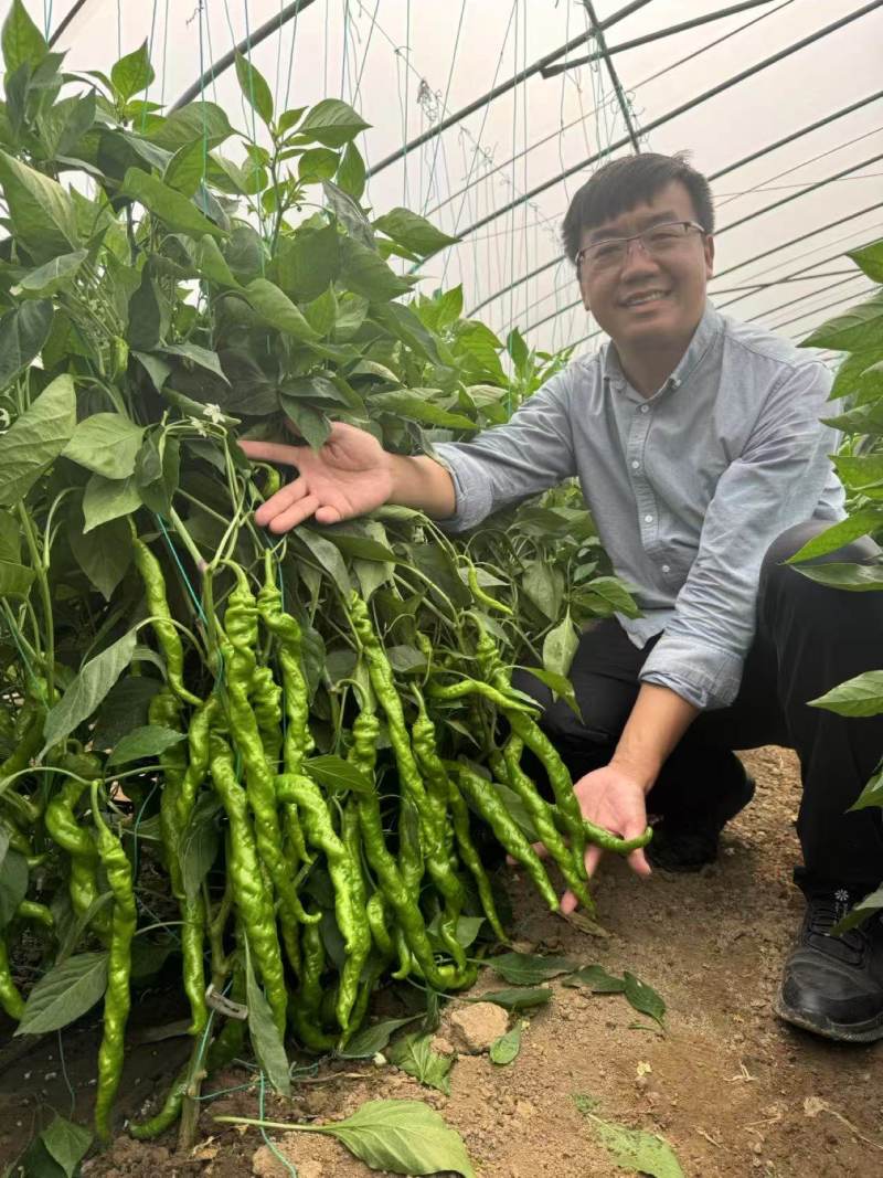 豫艺大麻花10号全螺旋螺丝椒种子春秋大棚种植高产果形长