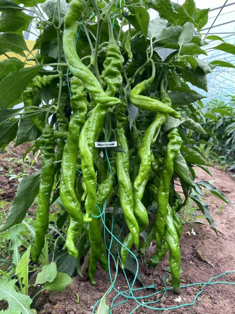 豫艺大麻花10号全螺旋螺丝椒种子春秋大棚种植高产果形长