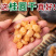 桂圆肉龙眼干无核桂圆肉干可泡水安过中药材批发