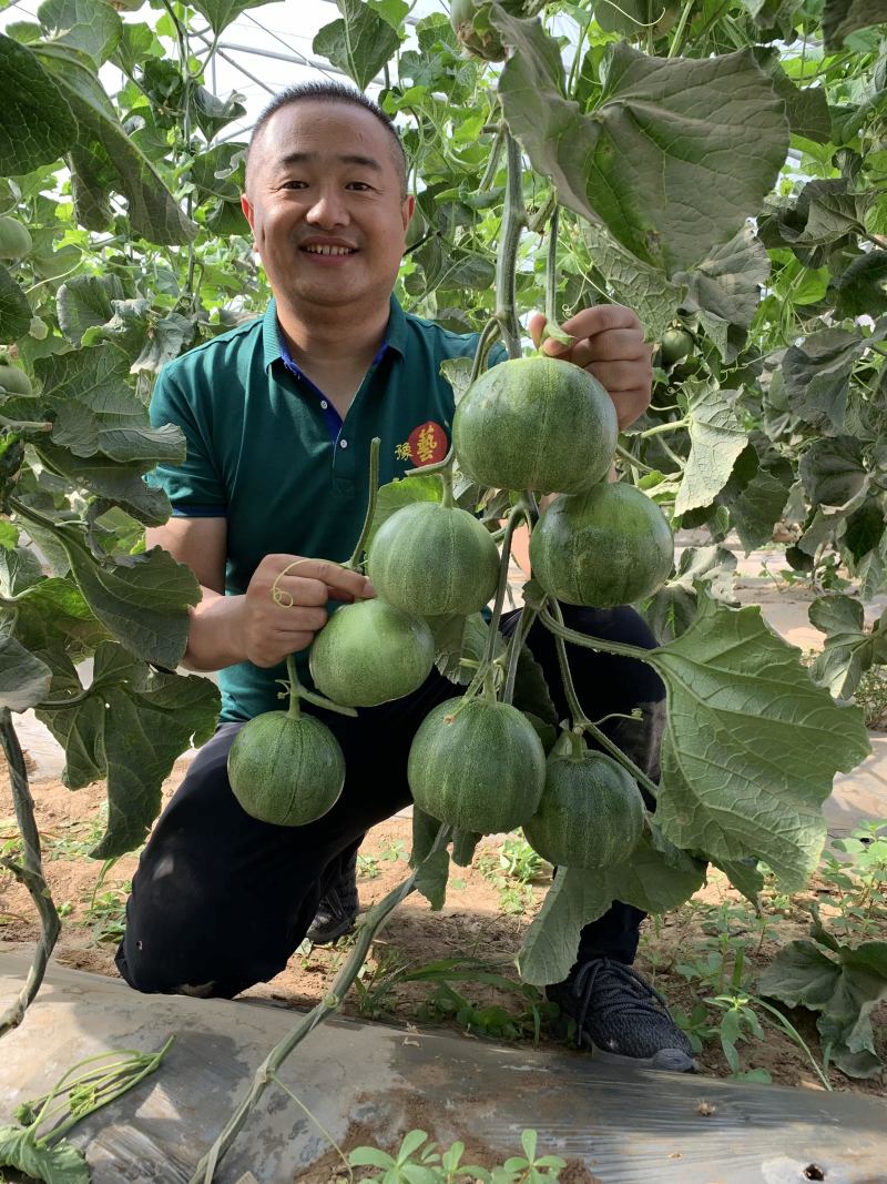 豫艺豫甜翠玉绿宝石甜瓜种子酥脆清香大田基地600粒/袋