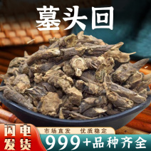 墓头回别名墓回头追风箭木头回安国中药材批发