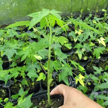 大青红肉水果木瓜苗木基地直发量大从优可视频看货对接全国