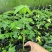 大青红肉水果木瓜苗木基地直发量大从优可视频看货对接全国
