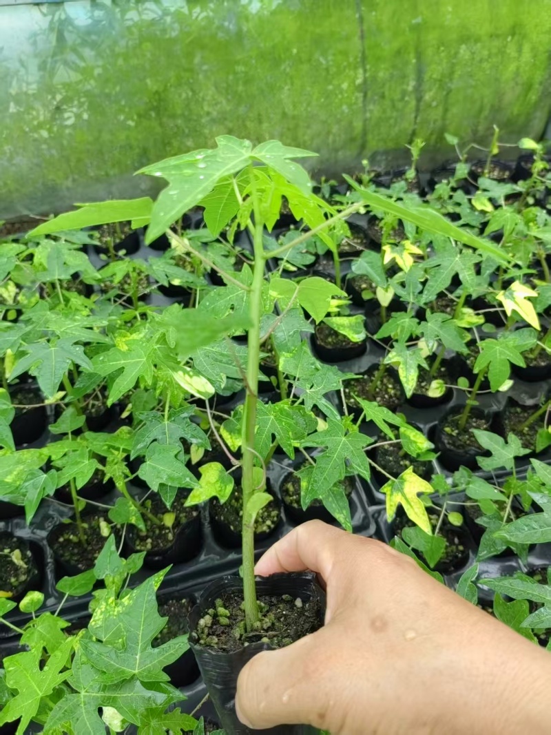 大青红肉水果木瓜苗木基地直发量大从优可视频看货对接全国